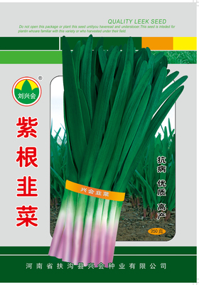 紫根韭菜